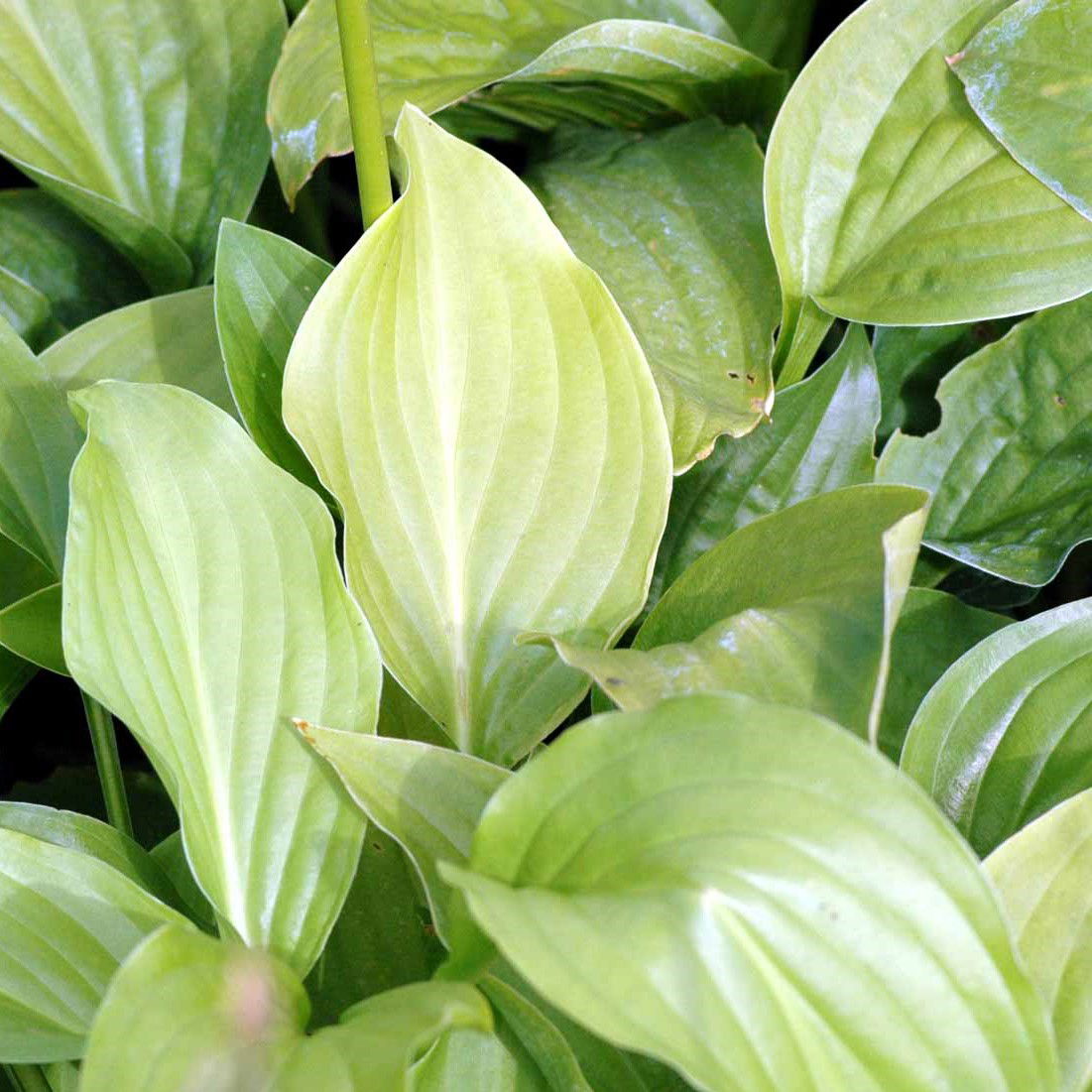 Funkia Royal Standard