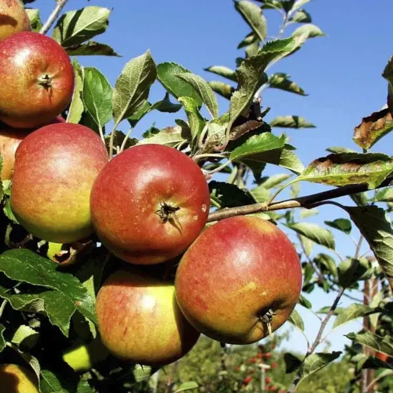 dummy-image-square14