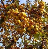Malus hybrid &apos;Butterball&apos;, Paradisæble &apos;Butterball&apos;, &lt;p&gt;  	Kraftigt voksende 5-6 m h&amp;oslash;jt tr&amp;aelig; med opret v&amp;aelig;kst og bred pyramideformet krone. Bladene er Smalle, fintandet, gr&amp;oslash;nne og blanke. F