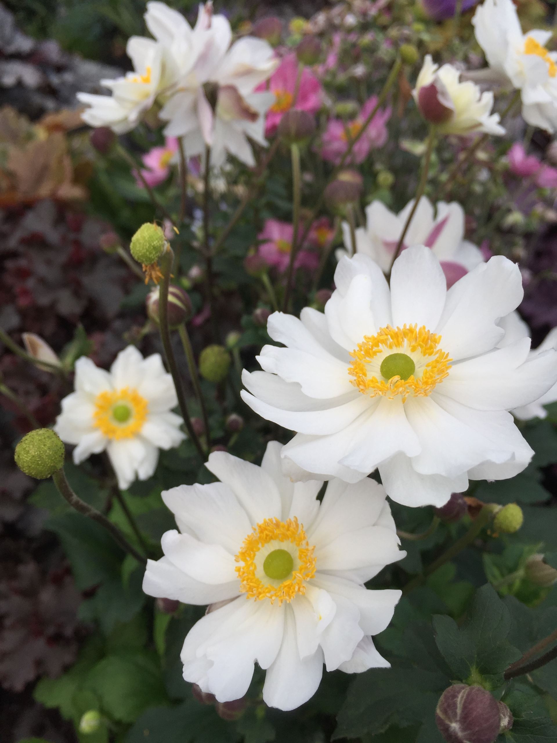 Anemone 'Snow Angel' - Potte 1 liter