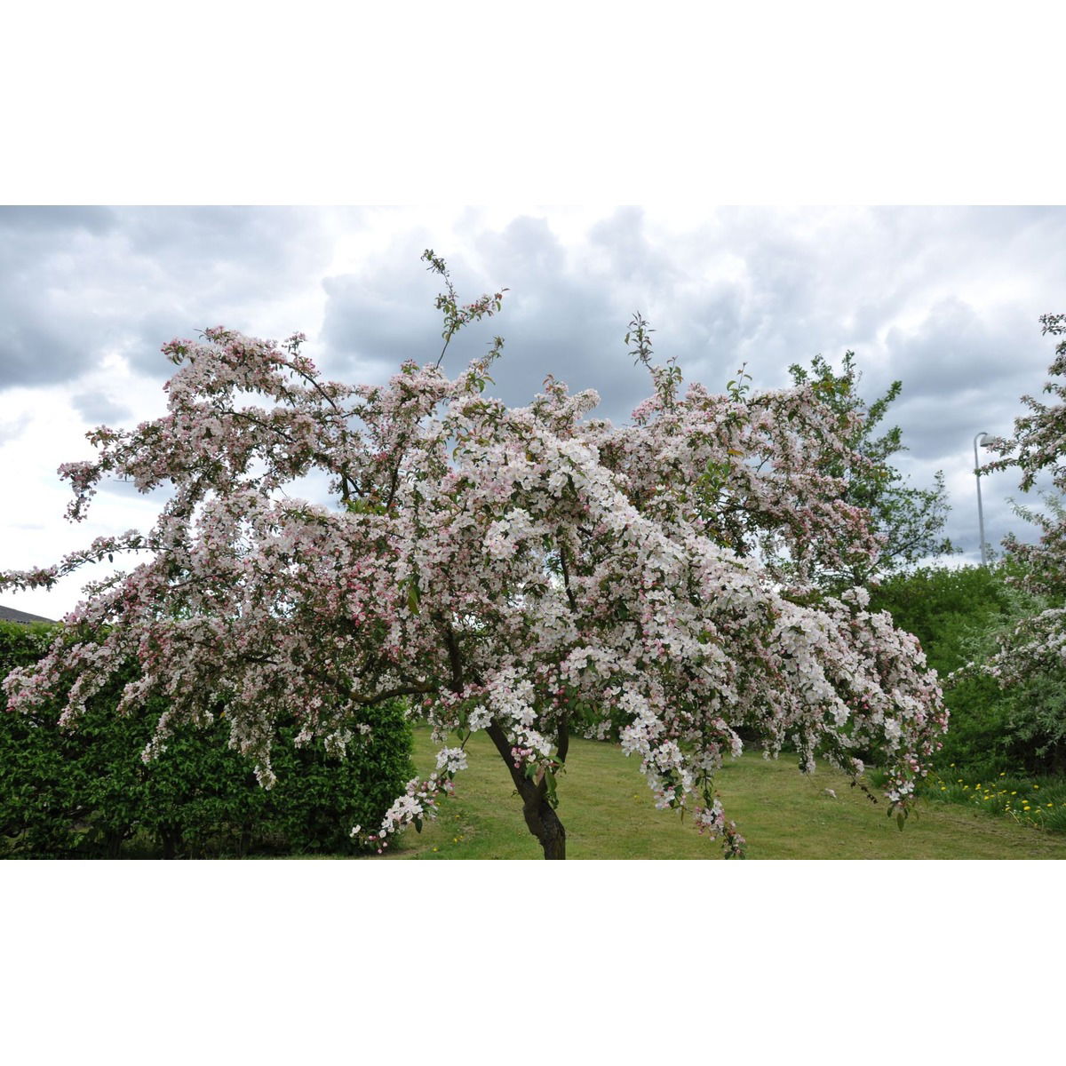 Paradisæble &apos;Seto&apos;