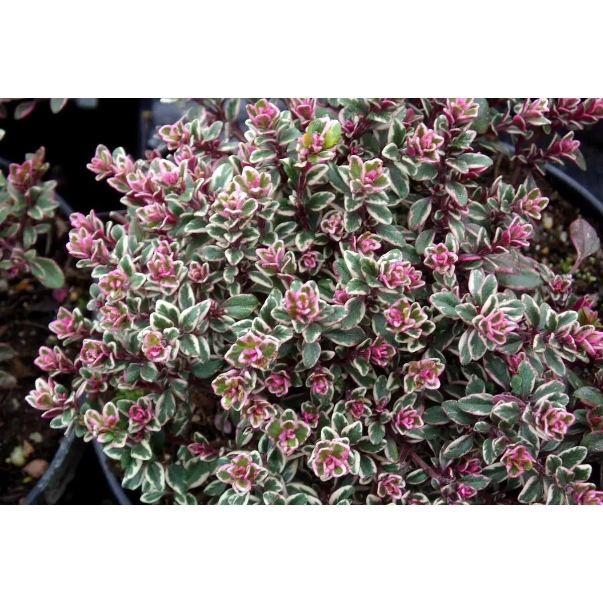 Citrontimian 'Silver Queen' - 10 cm. Potte