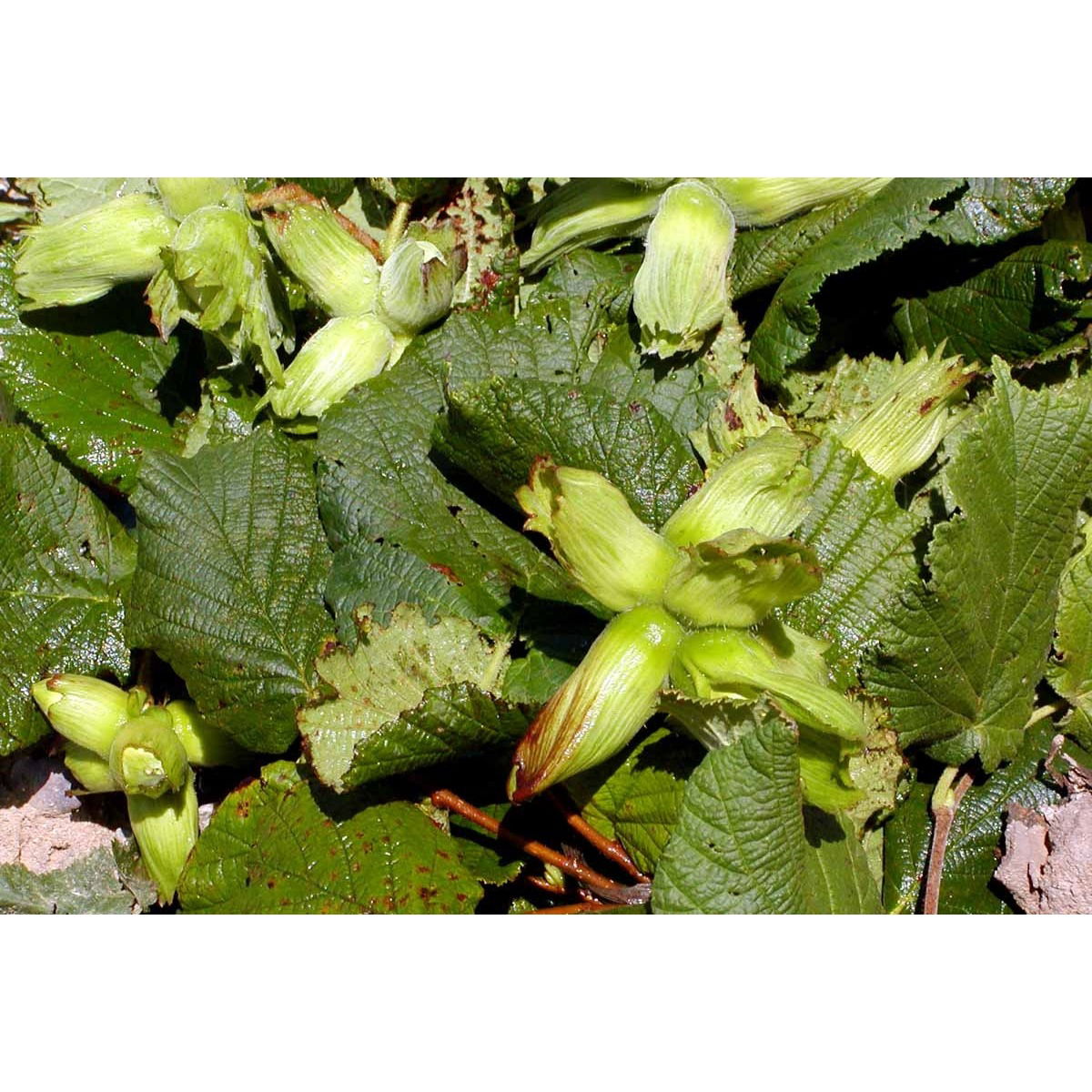 Storfrugtet Hassel &#39;Lamberts Filbert&#39; - Potte 7,5 liter 50-60 cm.