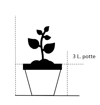 Silkepæon 'Dancing Butterfly' - Potte 3,0 liter