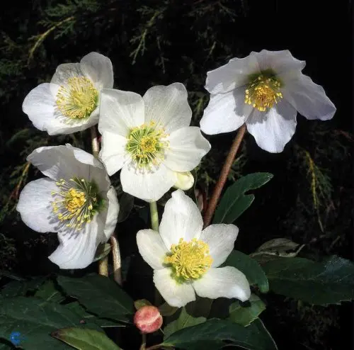 Helleborus niger, Julerose, Lav staude, 30-40 cm Læderagtige blanke hånddelte blade. Vintergrøn Store skålformede hvide blomster i december-april. Biblomst Let skygge og skygge Snitblomst