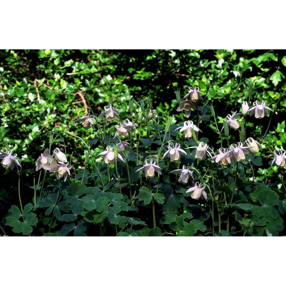 Dværgakeleje &apos;Nana Alba&apos;