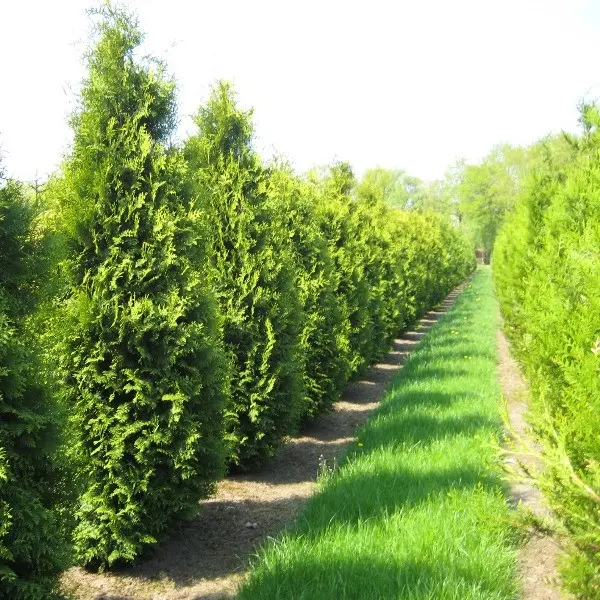 Almindelig Thuja &apos;King of Brabant&apos;