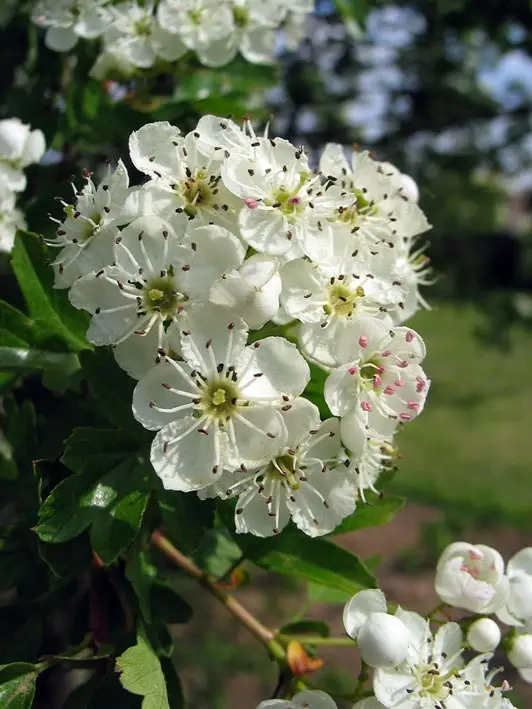 Crataegus monogyna, Engriflet Hvidtjørn, Blad / Nåle: Lappede Blad / Nåle farve: Mørkegrønne Blomster str.: Små Blomsterfarve: Hvide Blomstringstid 1: Maj - Juni Bredde: 2 - 3 meter Duft: Ja Frugt str.: Små Frugter: Røde Gødning: Mellem Højde: 8 - 10 mete