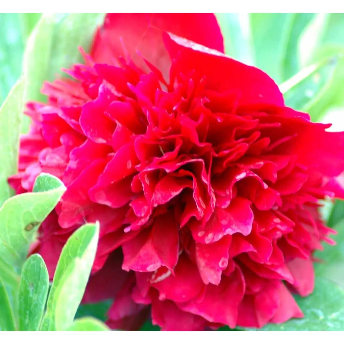 Bonderose 'Rosea Plena' - Potte 3,0 liter
