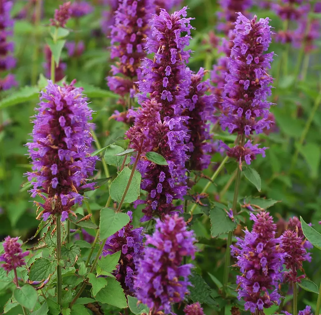Anisisop 'Blue Boa' - Potte 1 liter