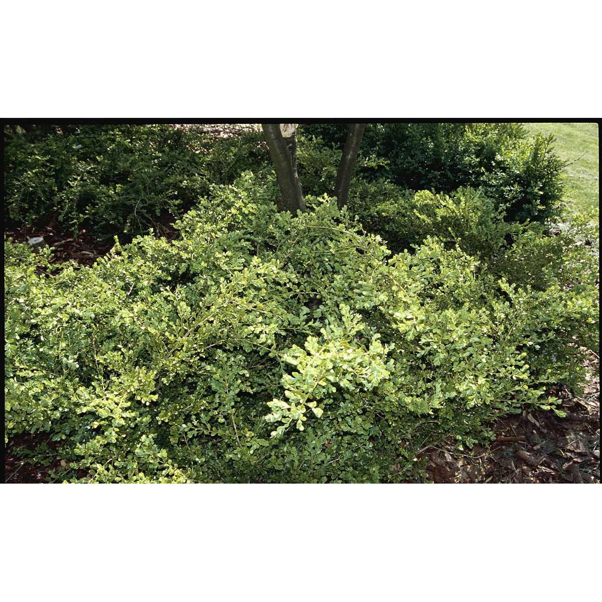 Småbladet Buksbom &apos;Tjalfe&apos;