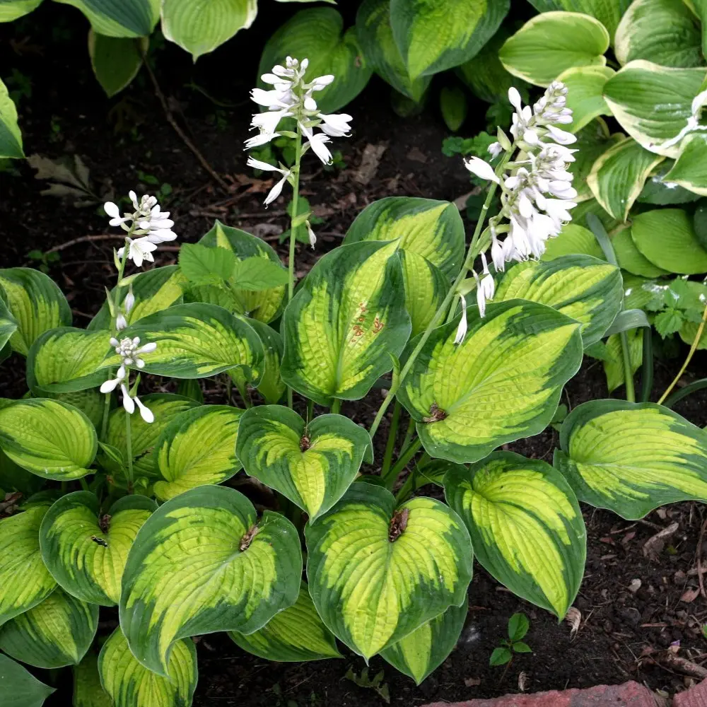 Hosta 'Hudson Bay' - Potte 2,0 liter