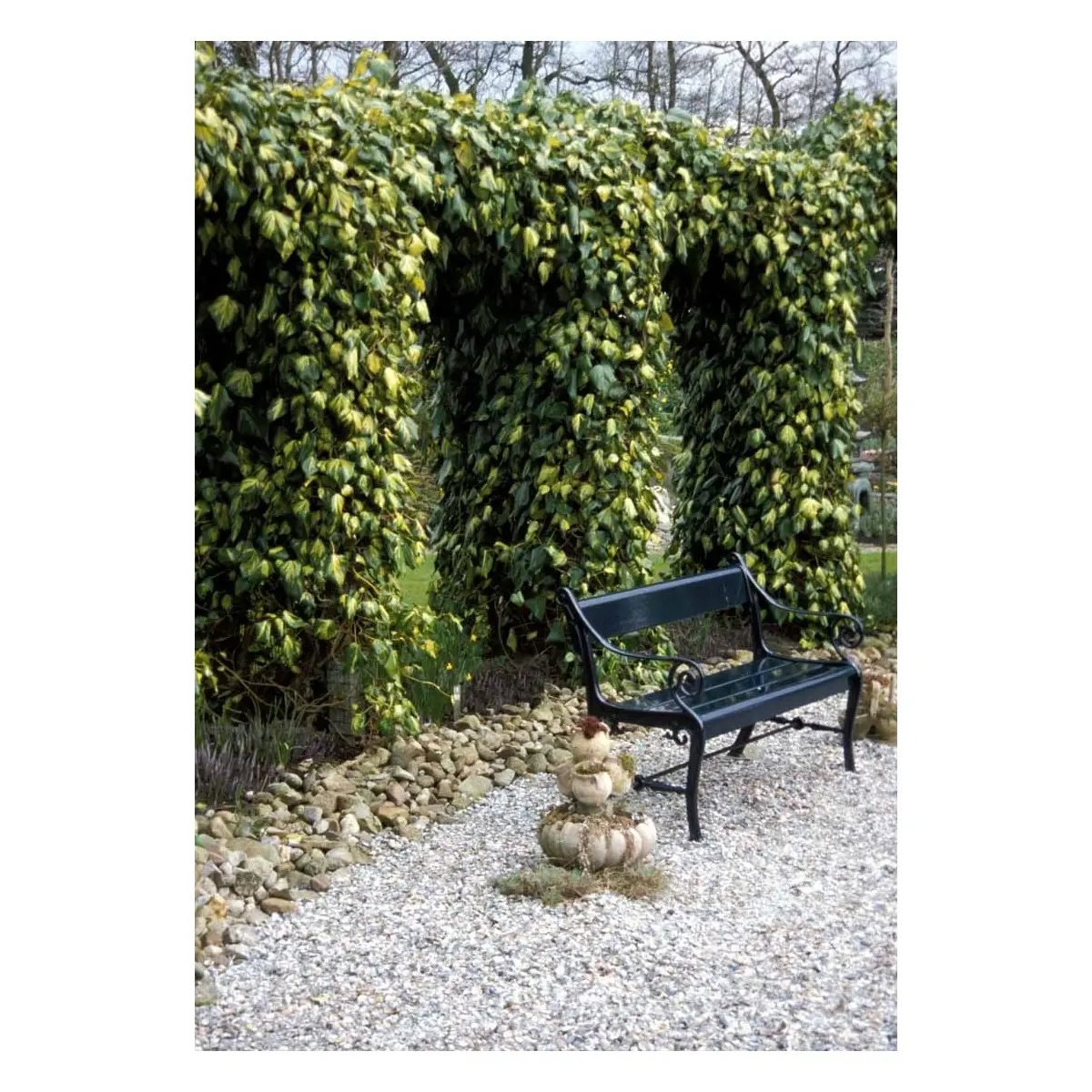 Kæmpe-Efeu &apos;Dentata Variegata&apos;