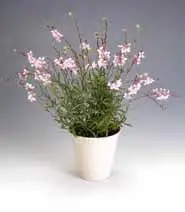 Gaura lindheimer, Gaura lindheimer,