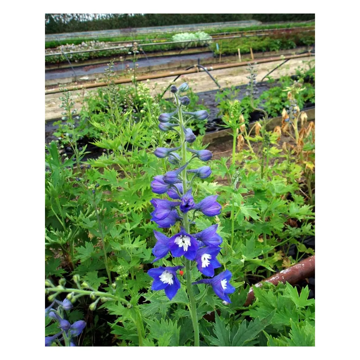 Ridderspore 'King Arthur' - Potte 1 liter