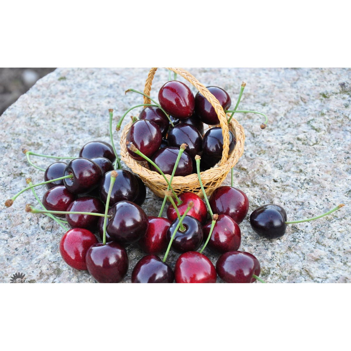 Sød Kirsebær &apos;Kordia&apos; - kræver bestøver