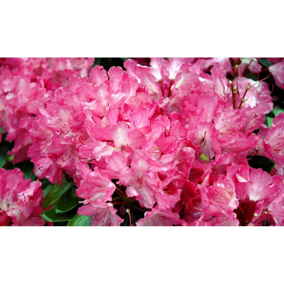 (yak.) &apos;Astrid&apos;