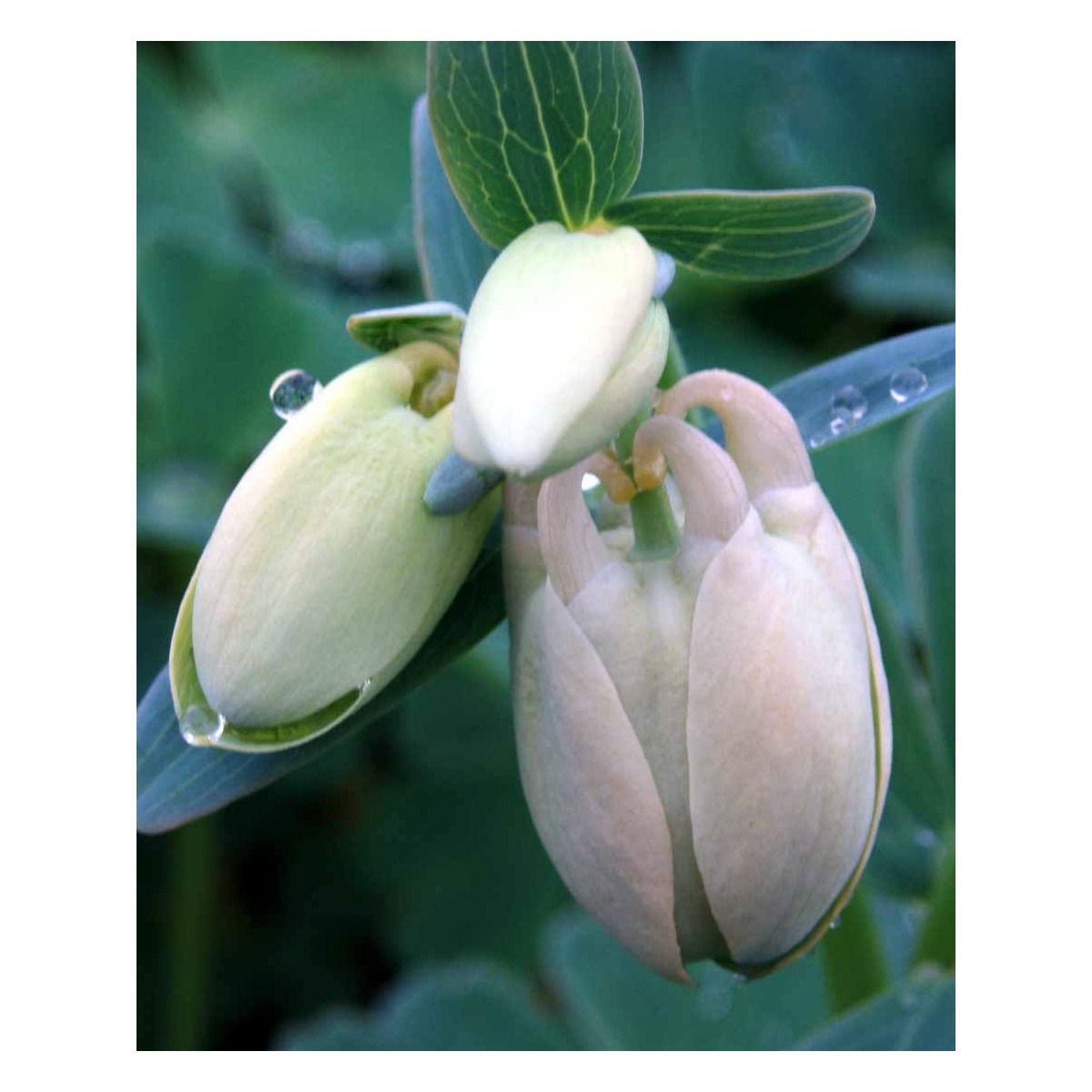 Dværgakeleje &apos;Nana Alba&apos;