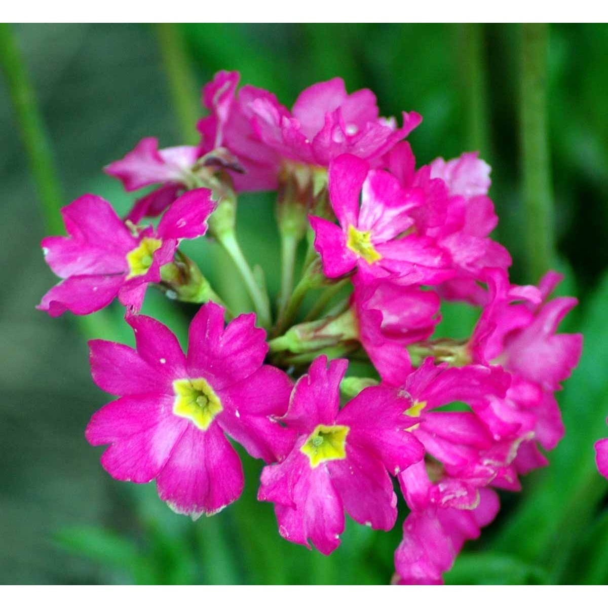 Rosenprimula &apos;Gigas&apos;