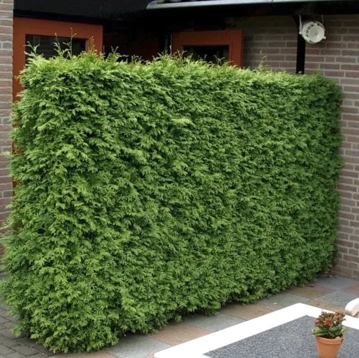 dummy-image-square15