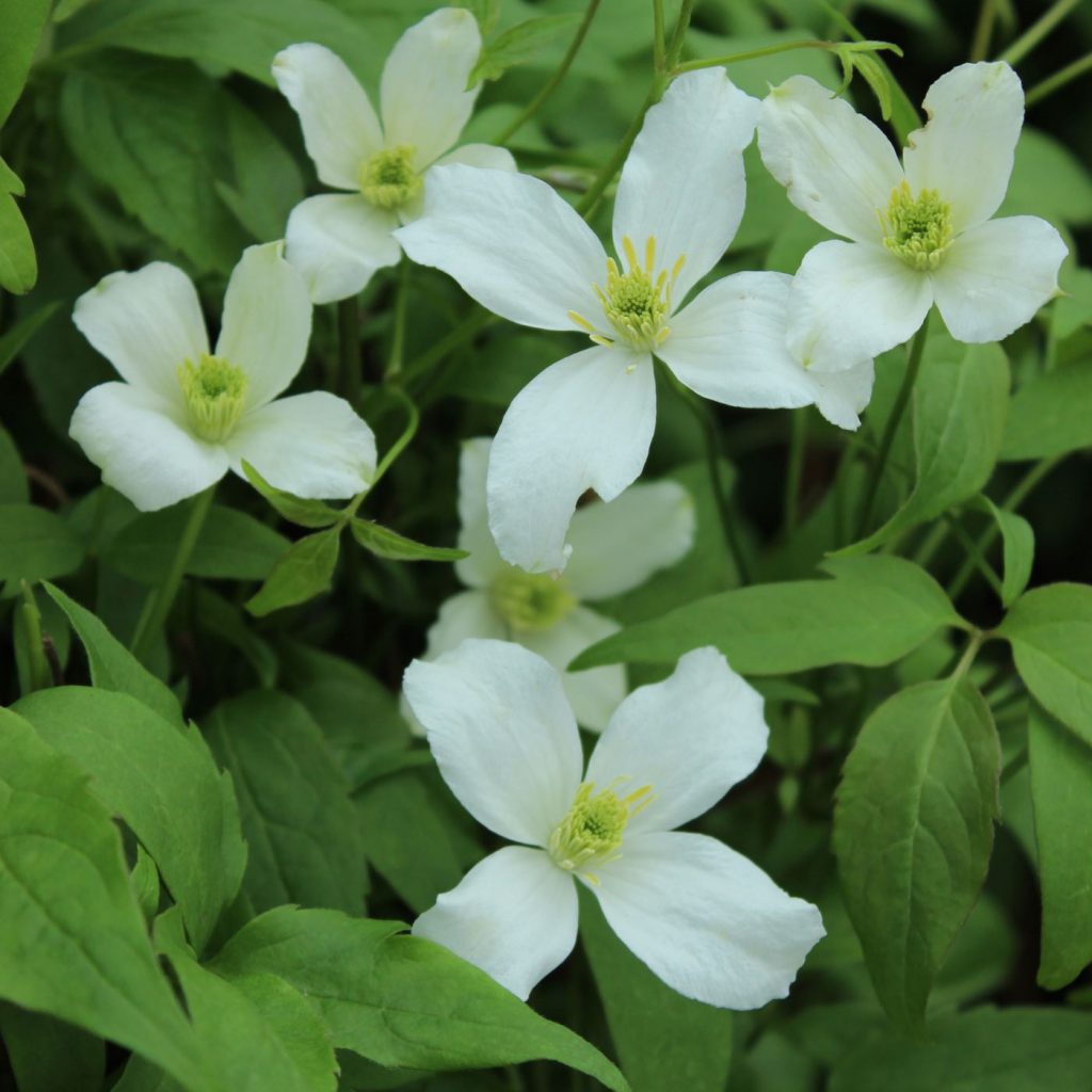 Klematis montana grandiflora
