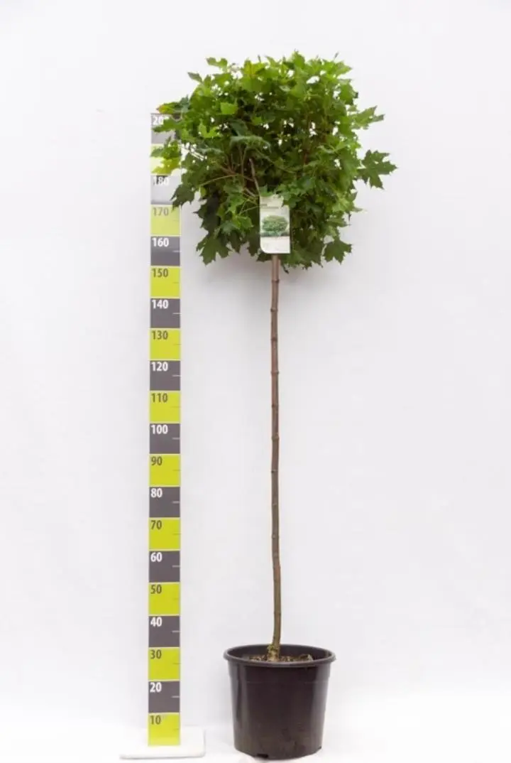 Kugleløn / Kugleahorn