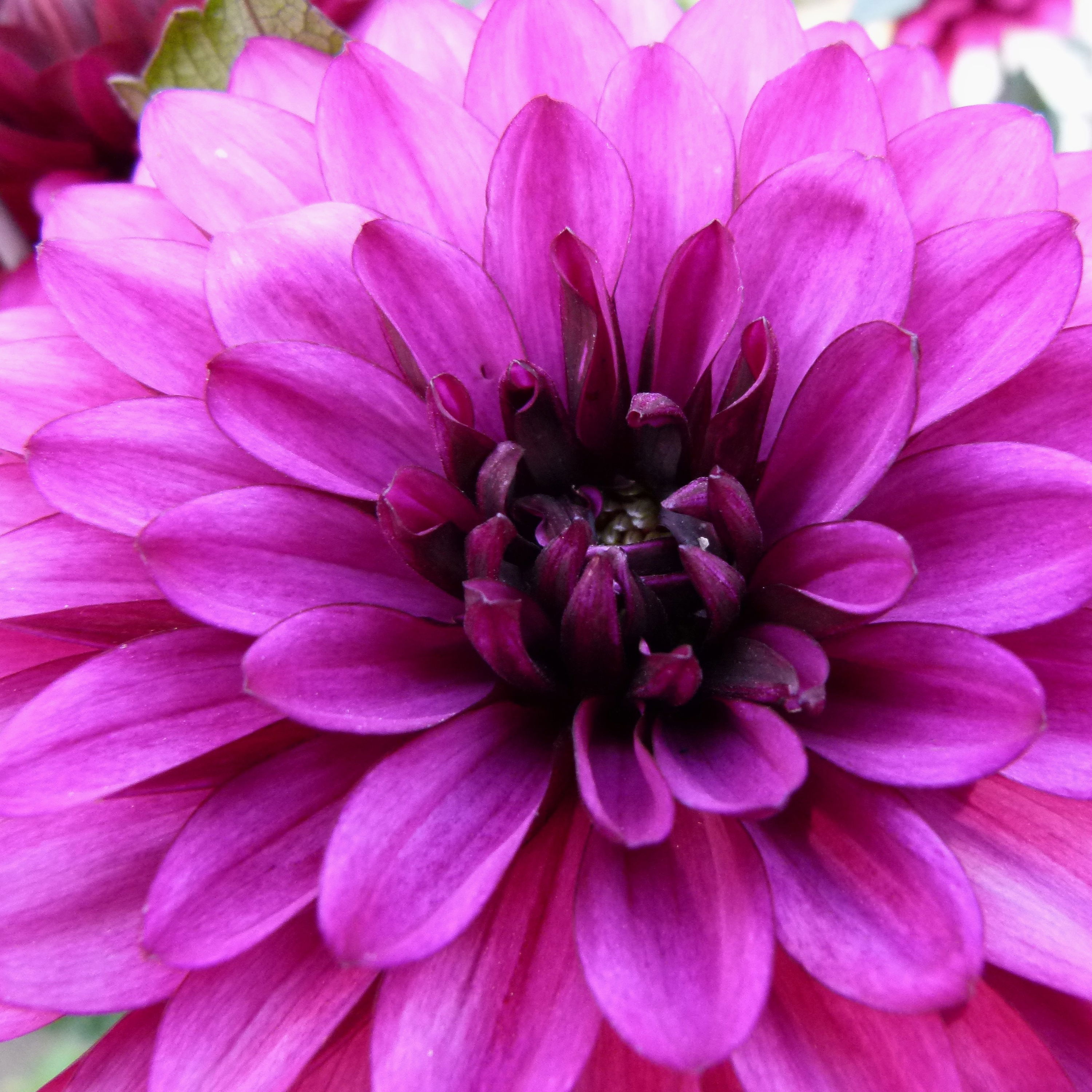 Dahlia Pink Purple Touch XXL
