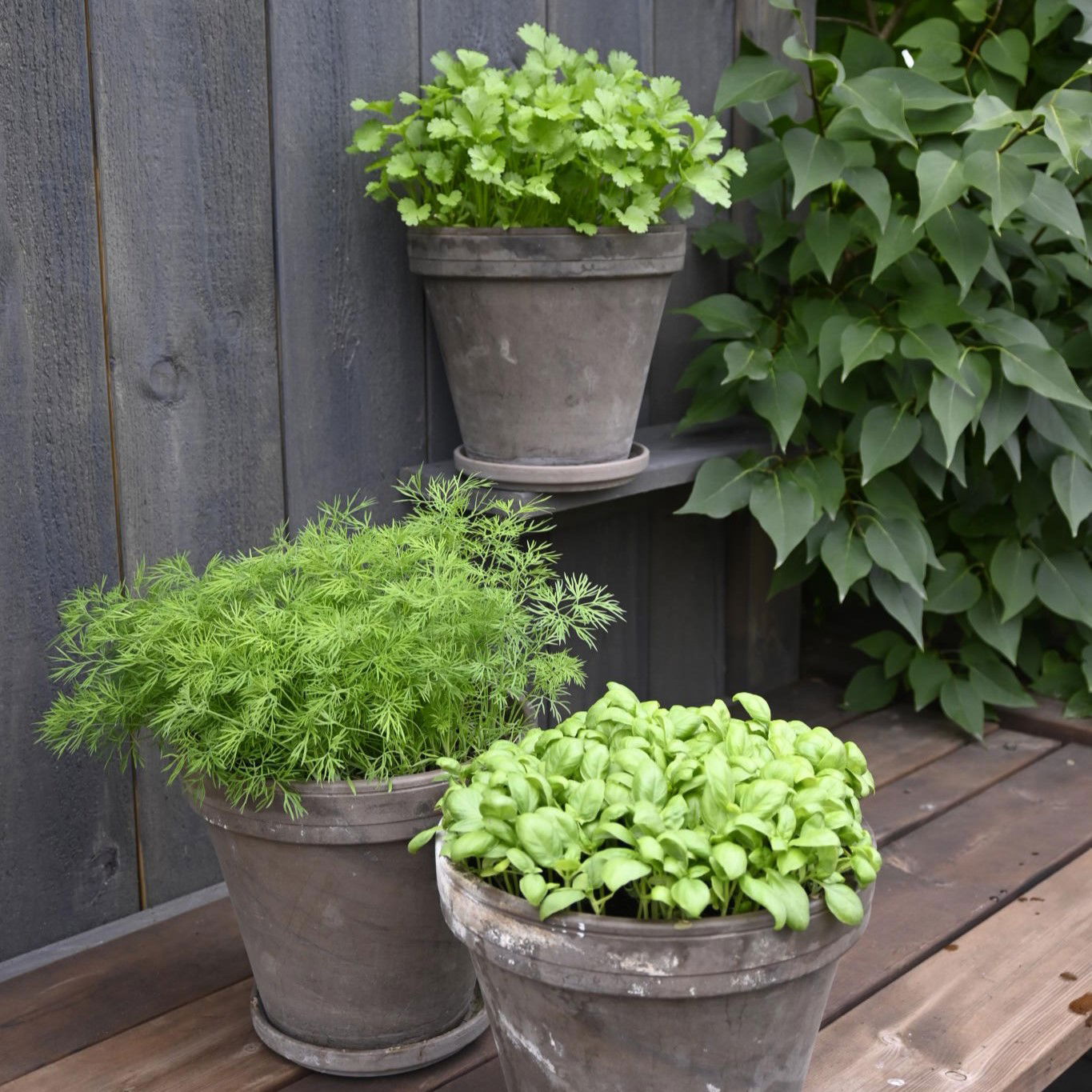 Persille Gigante d'Italia Øko