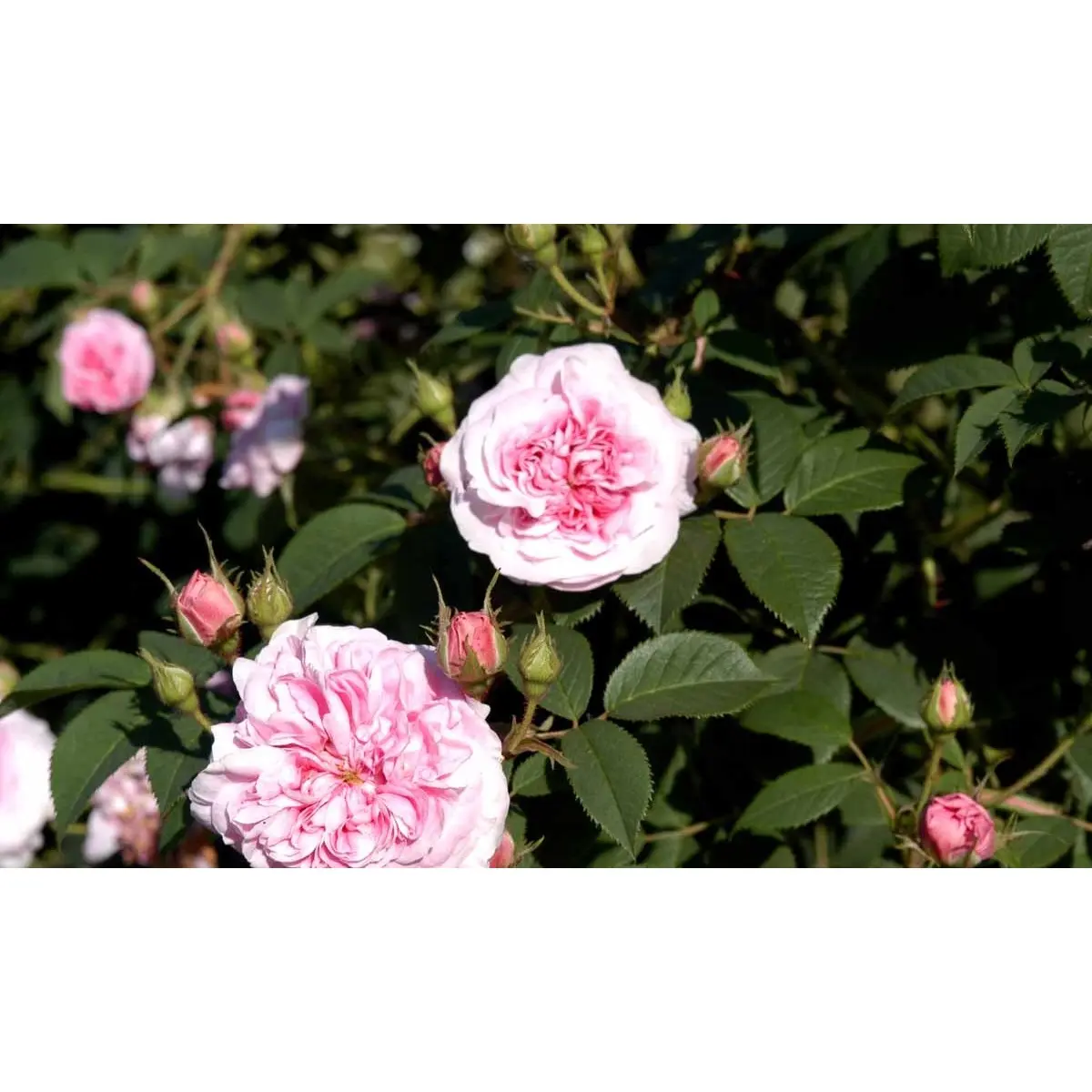 &apos;Dronningen af Danmark&apos;