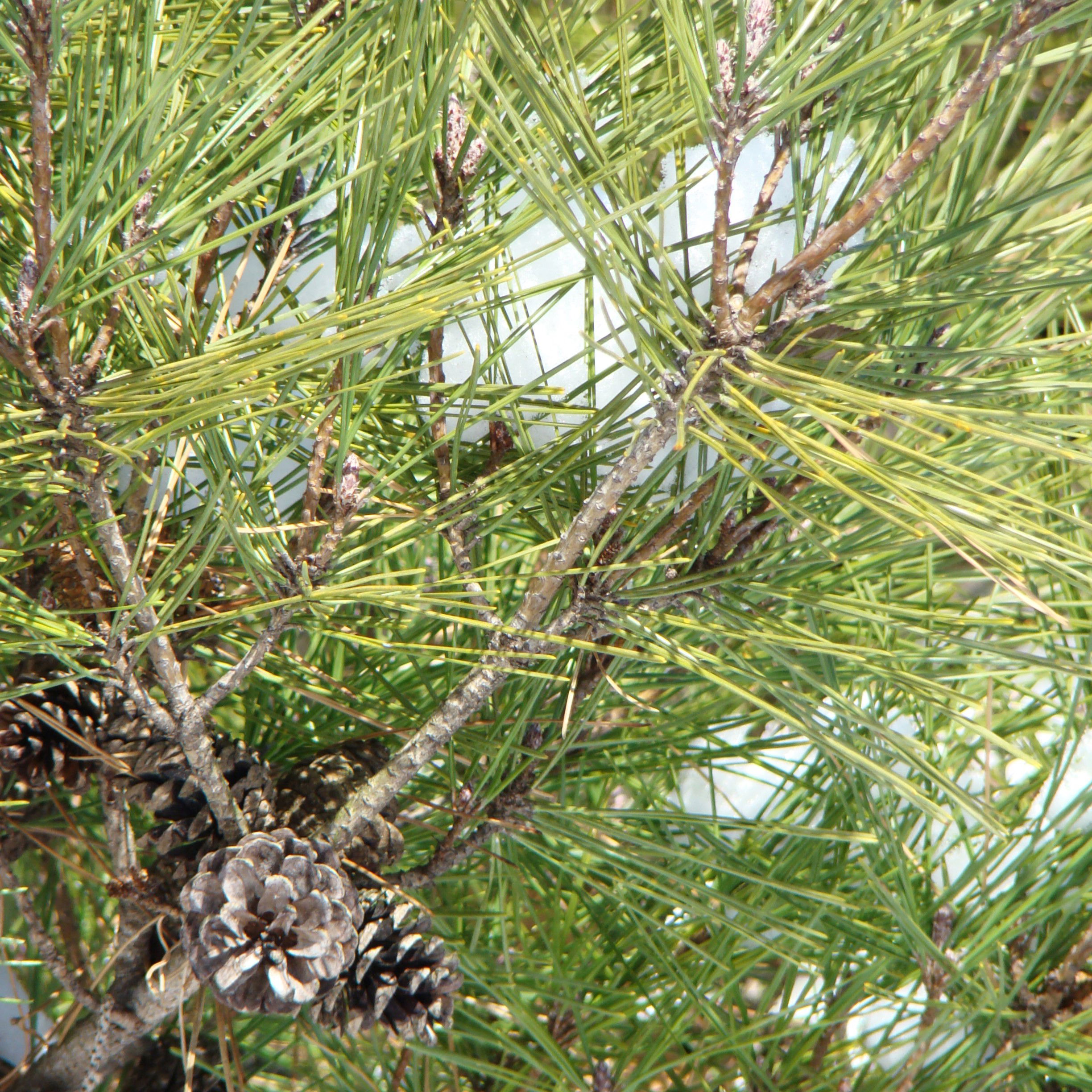 Japansk Rødfyr Low Glow