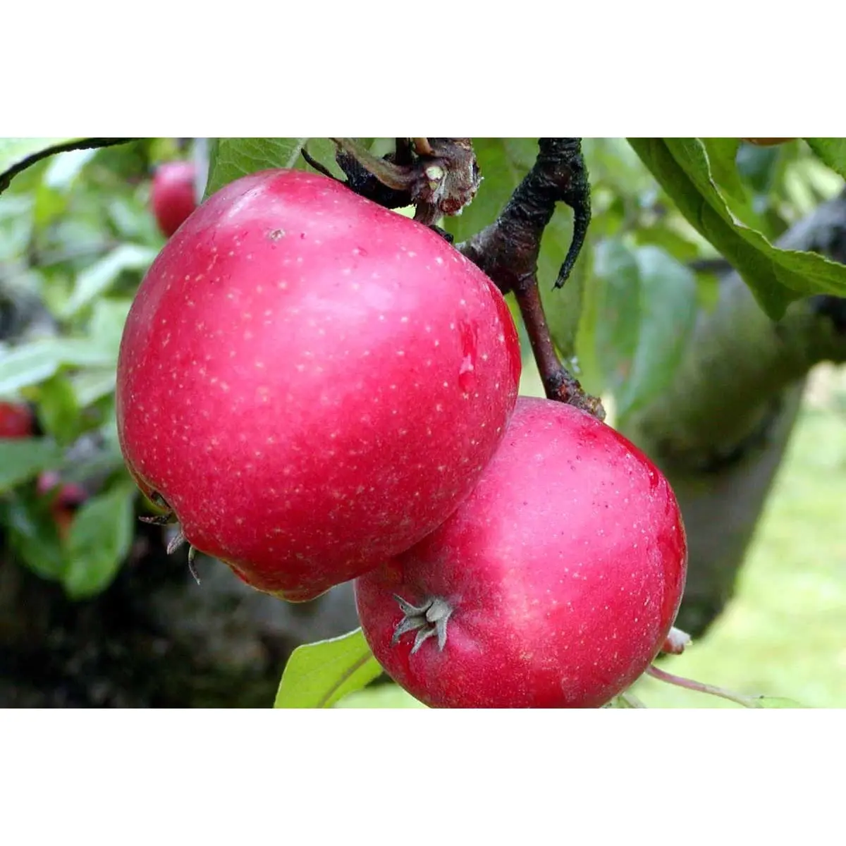 Æble &#39;Ildrød Pigeon&#39; - Potte 10 liter 150-175 cm.