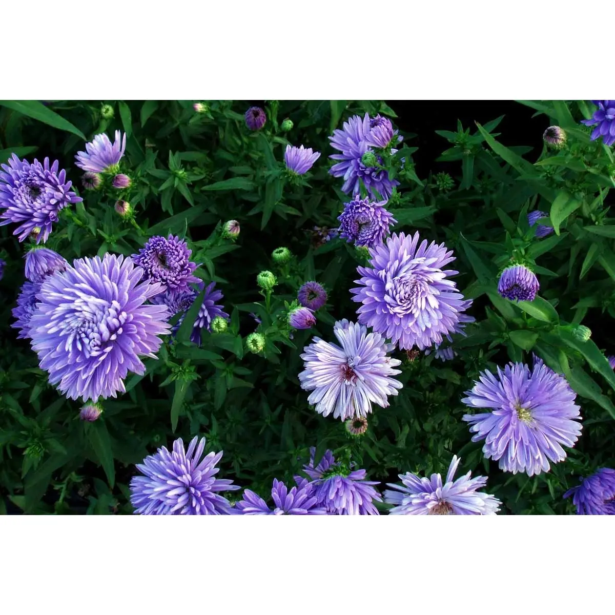 Høstaster 'Marie Ballard'