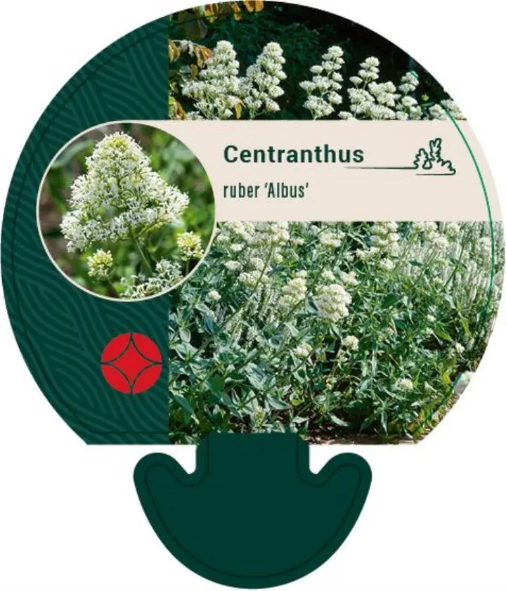 Sporebaldrian 'Albus' - Potte 0,8 Liter