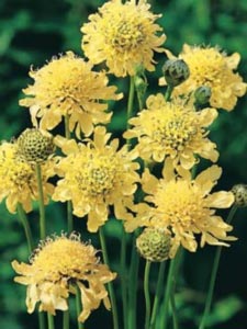 Scabiose - Potte 1 liter