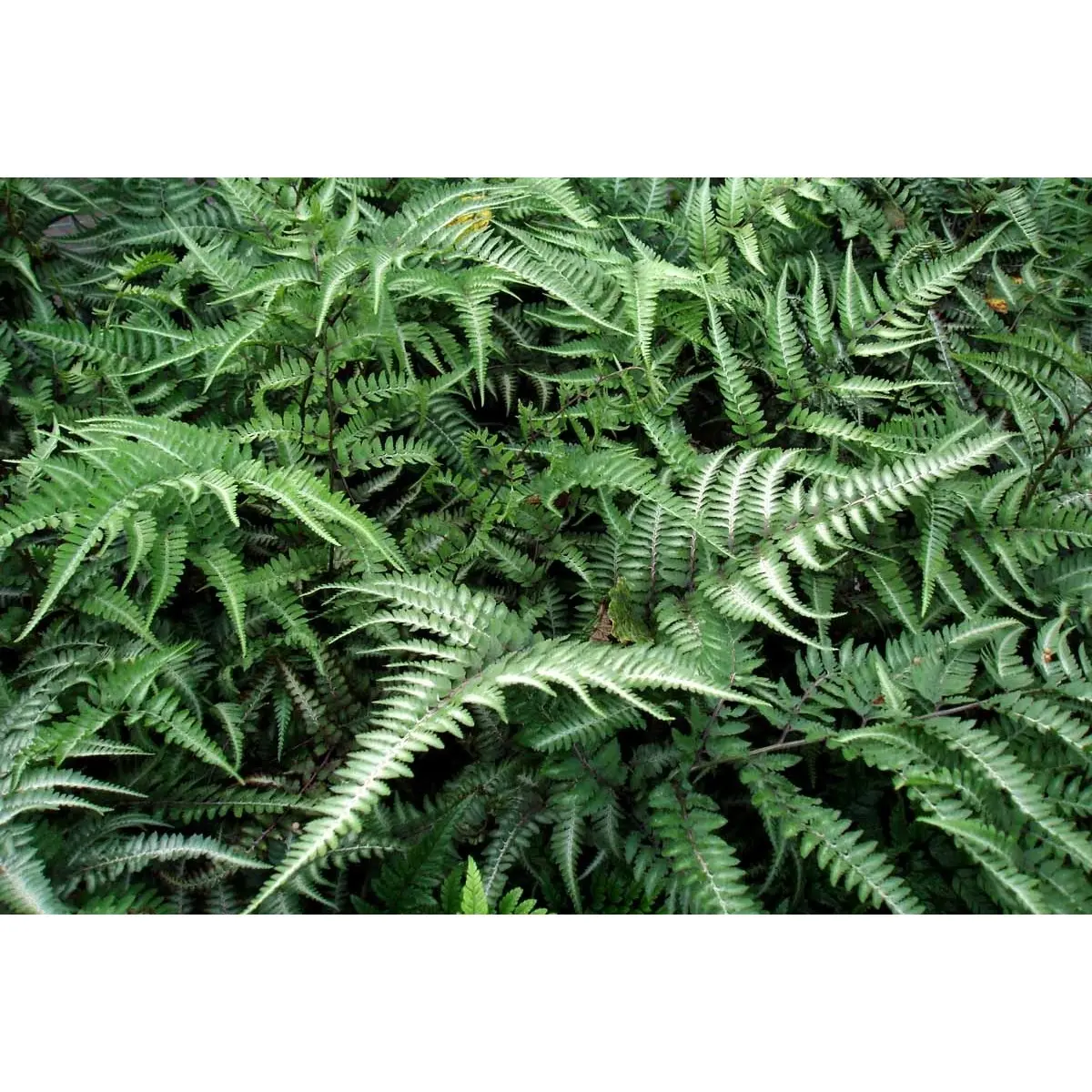 Nipponfjerbregne 'Pictum' ('Metallicum') - Potte 1 liter