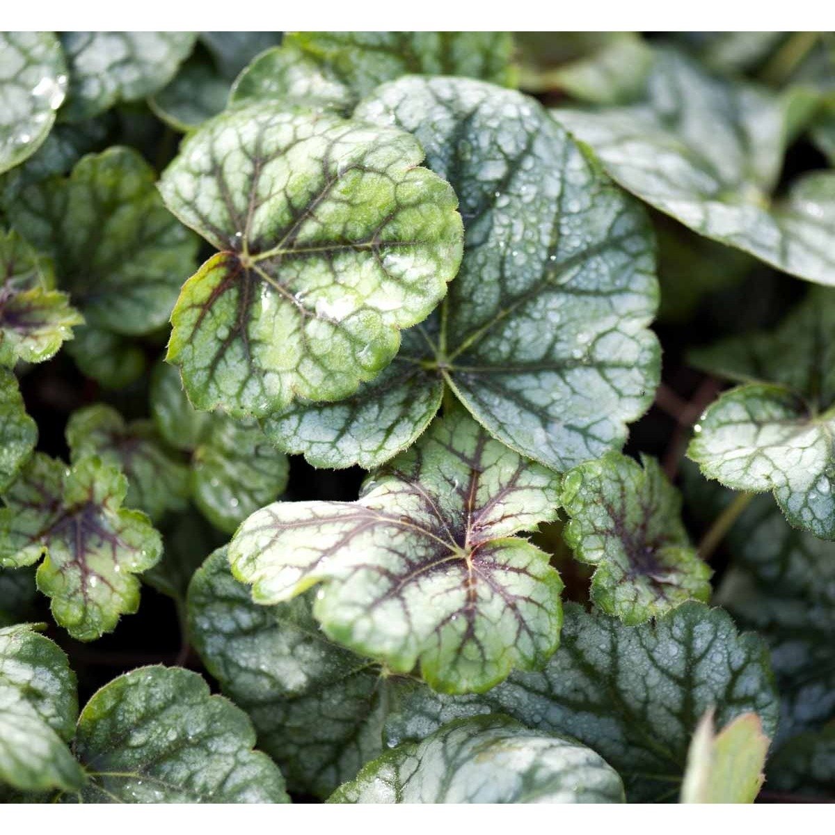 Alunrod 'Green Spice'Â® - Potte 3,0 liter