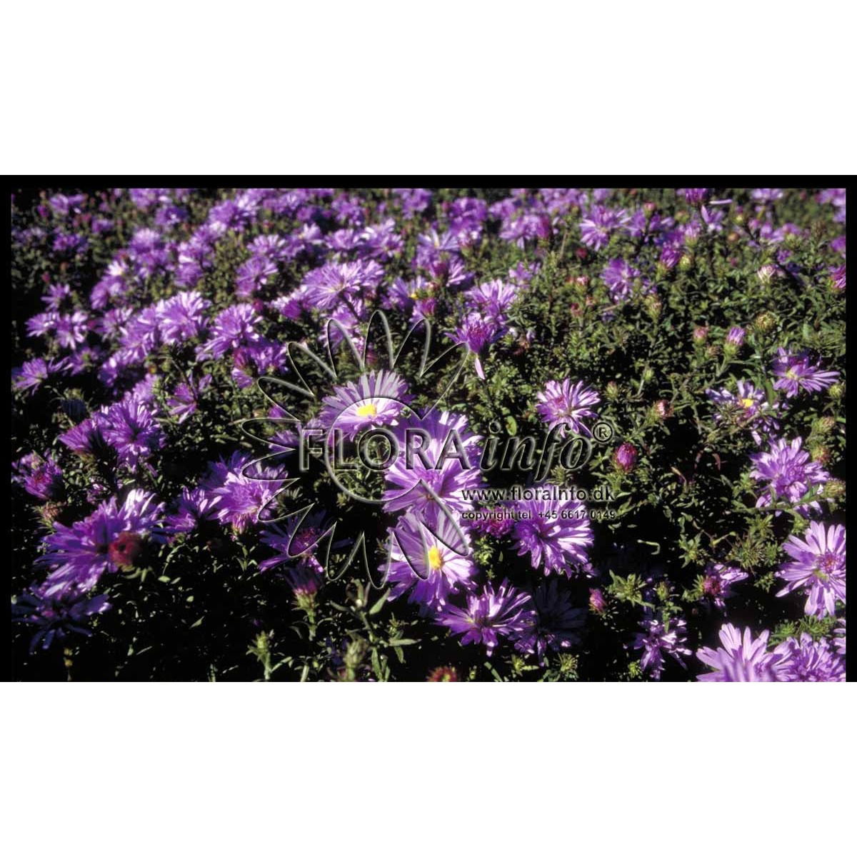 Aster dumosus Mittelmeer, Pudeasters Mittelmeer,