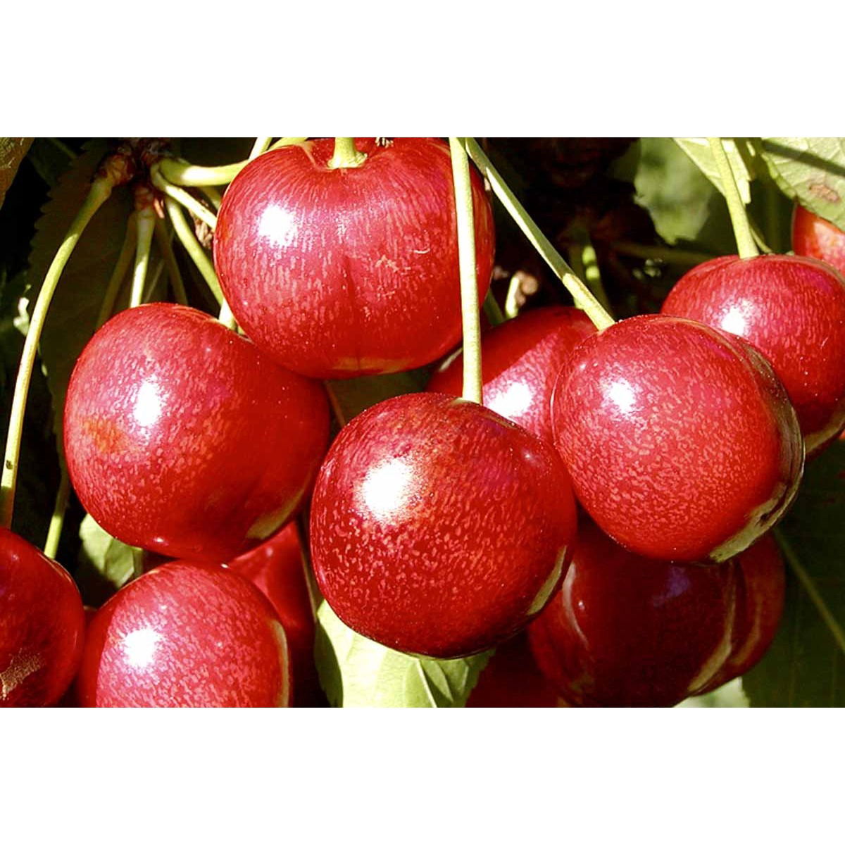 Sød Kirsebær &#39;Sunburst&#39; - Selvbestøvende - Potte 10 liter 150-175 cm.
