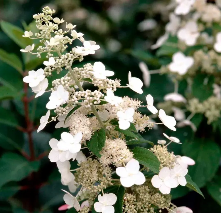 florainfo screenshot