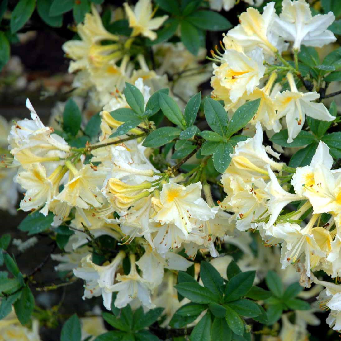 Rhododendron Daviesii