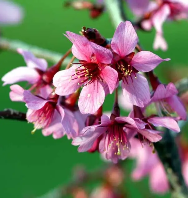 Japansk bjergkirsebær &apos;Okame&apos;