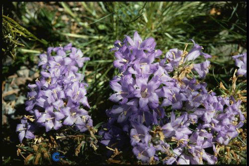 Edraianthus graminifolius, Bægerklokke, 10-15 cm høj. 8-10 cm lange, græslignende blade. Oftest nedliggende blomsterstængler, ender i nøgler med 5-10 violetblå, smalle, opadvendte klokkeblomster i juni-juli. Stenanlæg eller tørmure. Sol/let skygge. Humusr