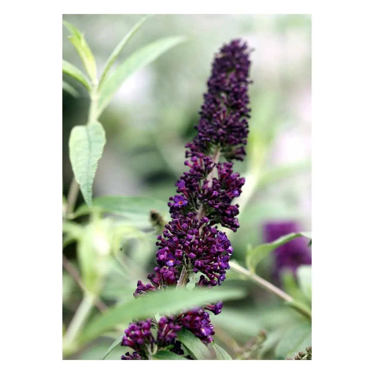 Sommerfuglebusk &apos;Black Knight&apos;