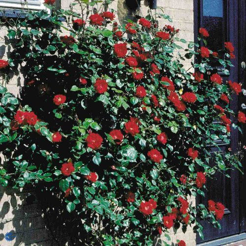 Rosa x Parkdirektor Riggers, Buskrose Parkdirektor Riggers, 200 - 300 cm Opret vækst. Blanke, mørkegrønne, læderagtige blade Letfyldte, mørkt karminrøde blomster Juli - oktober Solrigt Mur. Pergola. Busk