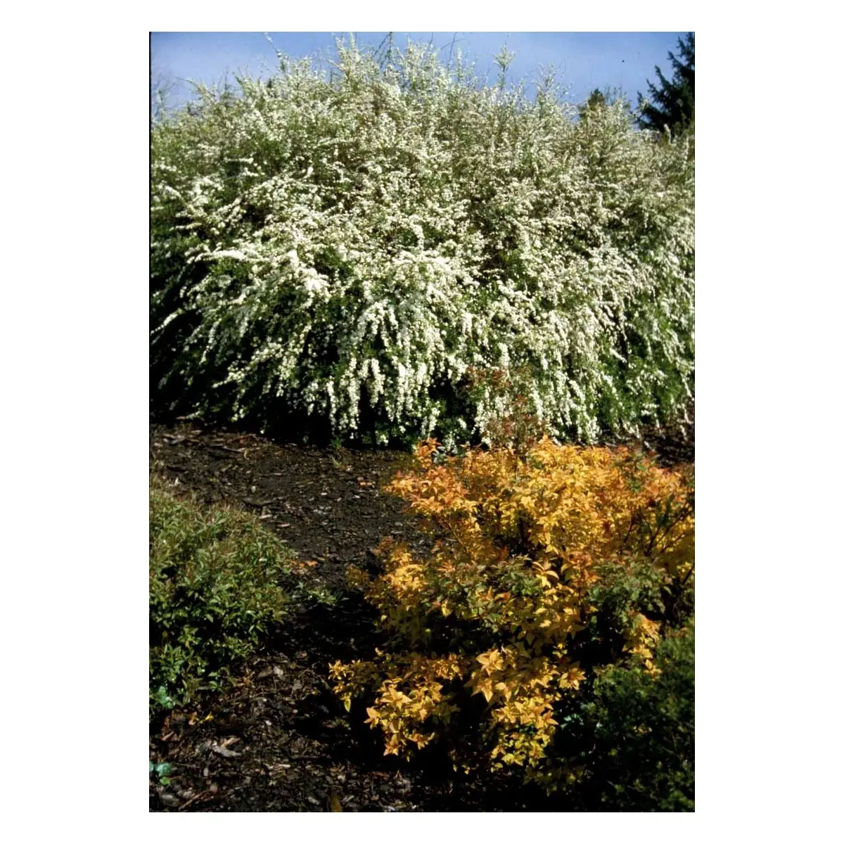 Snedrivebusk 'Grefsheim'