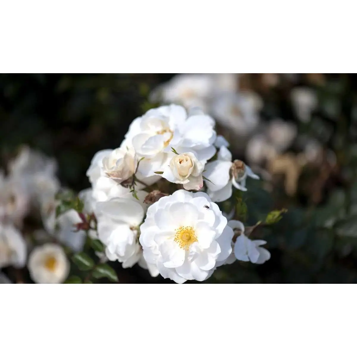 &apos;Diamond Border&apos;®