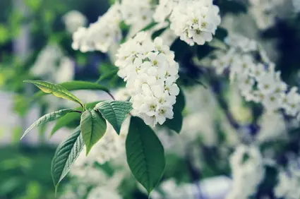 Almindelig Hæg blomst