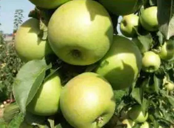 Søjleæble &#39;Greencats&#39; - Potte 3,5 liter