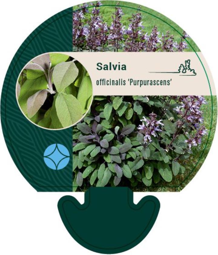 Salvie 'Purpurascens' (Rødbladet) - Potte 0,8 Liter