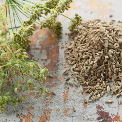 Frø til Krydderurter